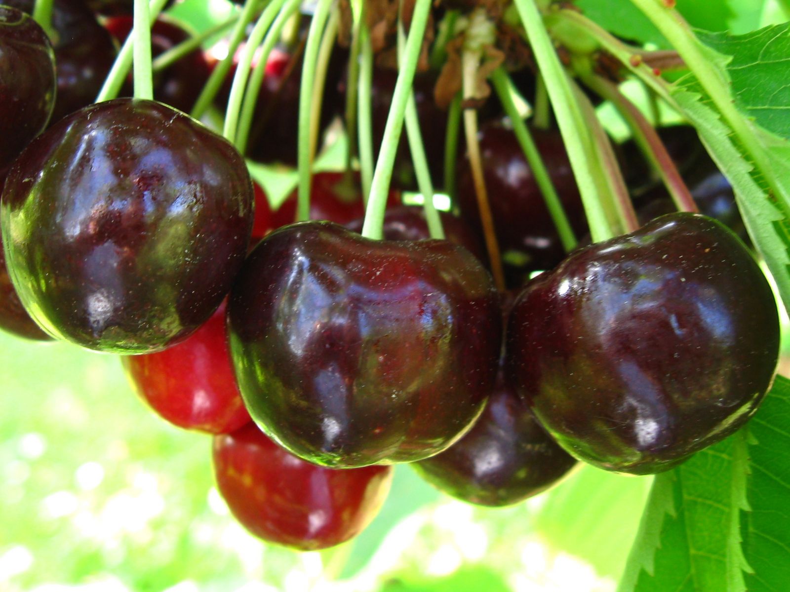 Cherry Varieties BC Tree Fruit Production Guide